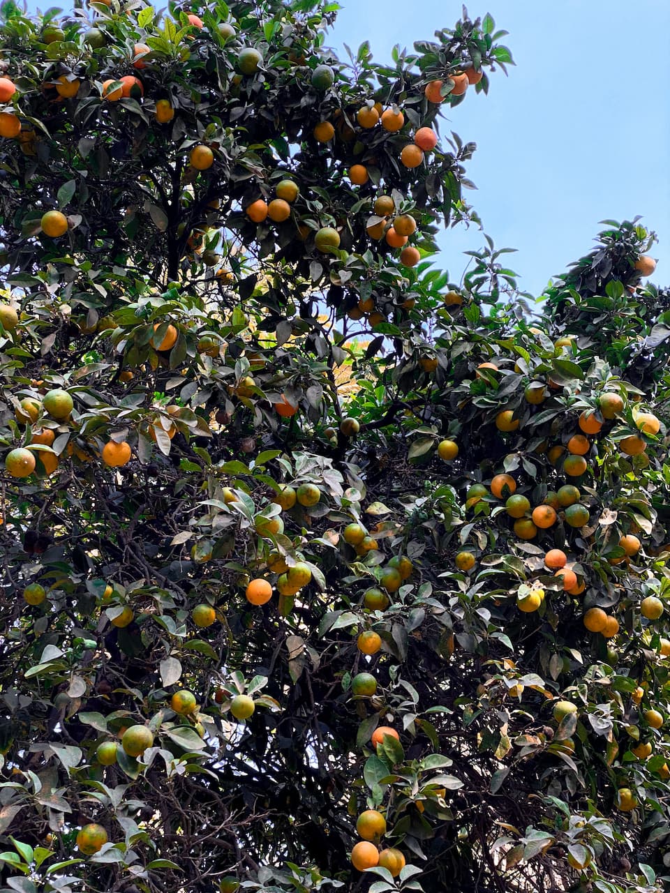 Drzewka z pomarańczami w Maladze